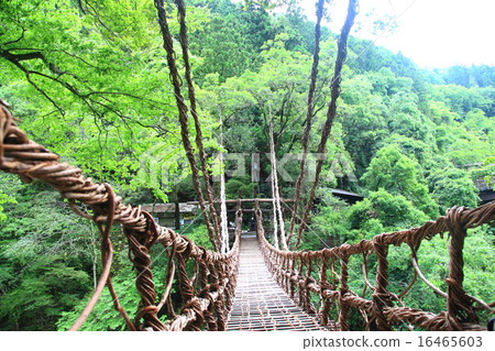 Iya Vine Bridge Kazura Bridge 16465603