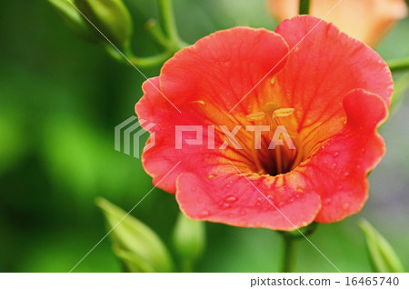 Nausua Kazura (Ling Flower) 16465740