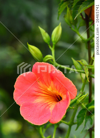 Nausua Kazura (Ling Flower) 16465741