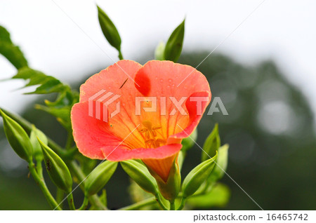 Nausua Kazura（玲花） 16465742