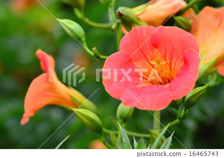 Nausua Kazura(玲花) Nausua Kazura(玲花) 16465743