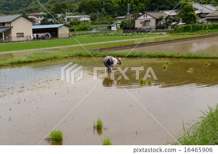 水稻種植 16465906
