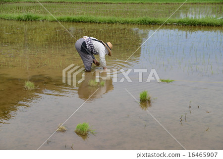 Rice planting Rice planting 16465907
