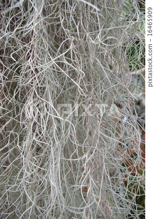 Air plants Air plants 16465909