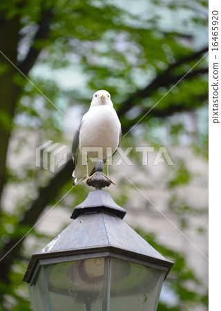 Seagull Seagull 16465920