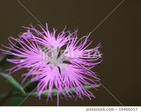 Kawaranadeshiko 16466057