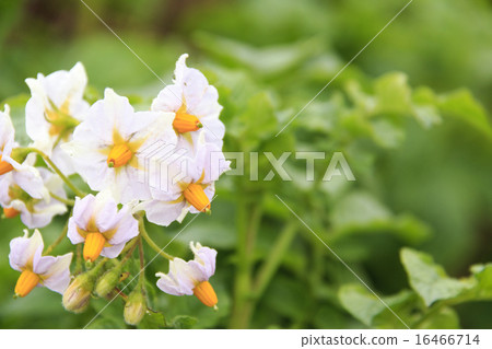 馬鈴薯花 16466714