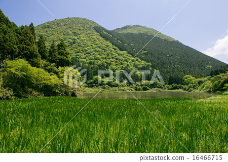 初夏的Omagakei池塘和Shimoyokoyama 16466715