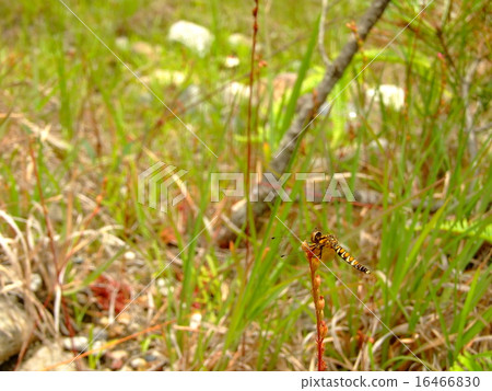 Hatcho Tsumeno的婊子堅持共同的Armen的雕象 16466830