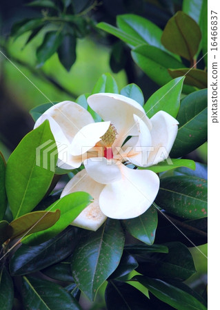 White flowers of Taisanboku 16466837