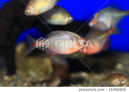 Nippon Ballatanago 16466906