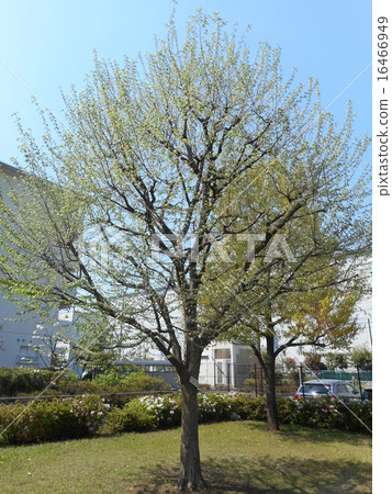 Inuid樹在公園 Inuid樹在公園 16466949