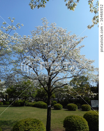 公園的山茱萸樹 公園的山茱萸樹 16466952
