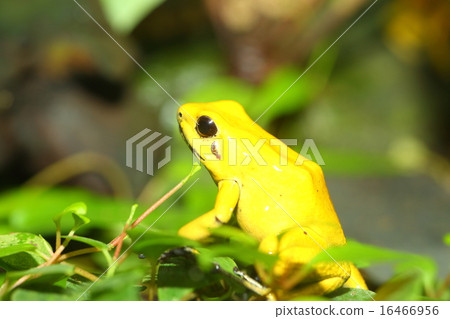 Moledok性交青蛙 16466956