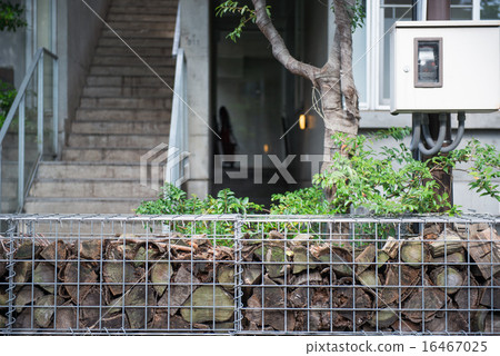 Fashionable hedge 16467025