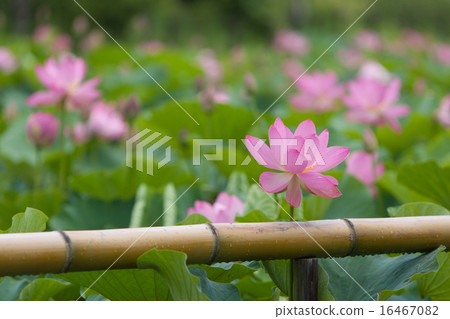 一朵蓮花 一朵蓮花 16467082