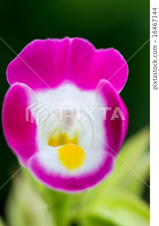 Torenia flowers 16467144