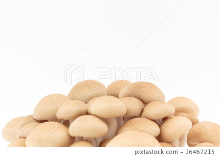 Beech Shimeji Beech Shimeji 16467215
