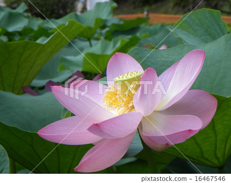 Ogajas桃紅色花在千葉公園的 16467546