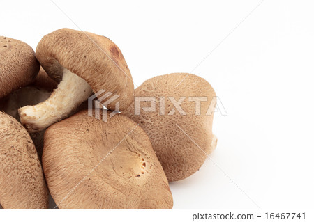 Shiitake mushroom 16467741