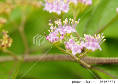 Murasaki Shikibu flower Murasaki Shikibu flower 16467774