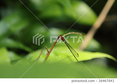 Red-tailed white squirrel 16467841