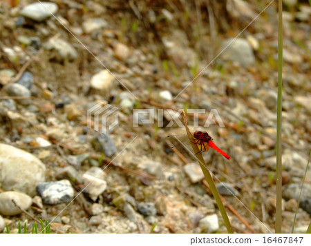 Nannophya矮 16467847