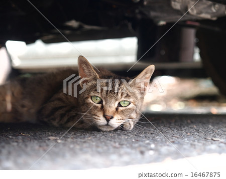Cooling cat under the car Cooling cat under the car 16467875