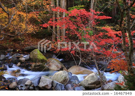 Autumn leaves of Terracotta Autumn leaves of Terracotta 16467949