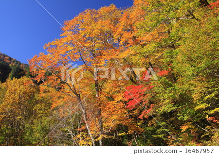 Autumn leaves of Terracotta Autumn leaves of Terracotta 16467957