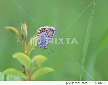 Powered by Translate 16468659