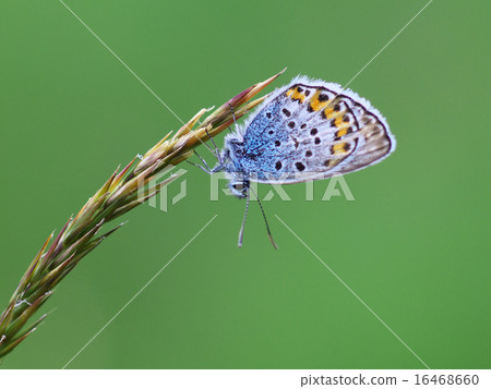 Powered by Translate 16468660