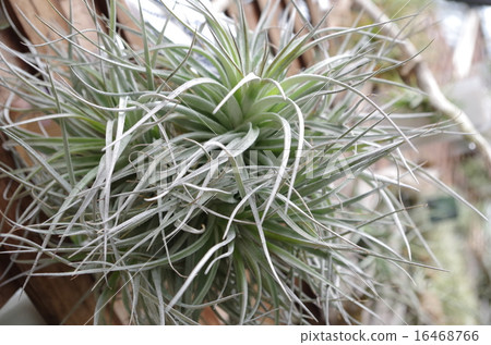 Tiranjia (Tirantia) Tiranjia (Tirantia) 16468766