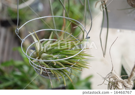 Tiranjia (Tirantia) Tiranjia (Tirantia) 16468767