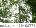 White birch White birch 16468772