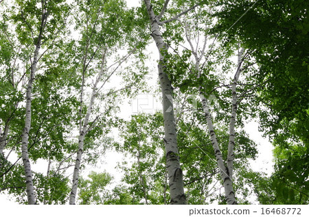 White birch White birch 16468772