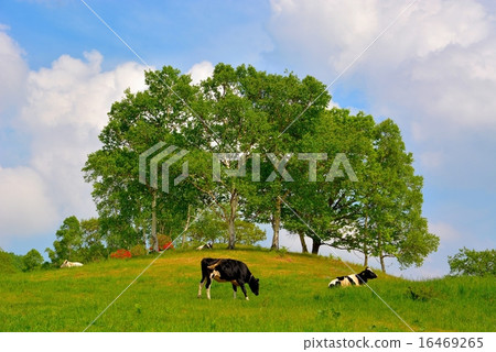 Ranch (7) Ranch (7) 16469265
