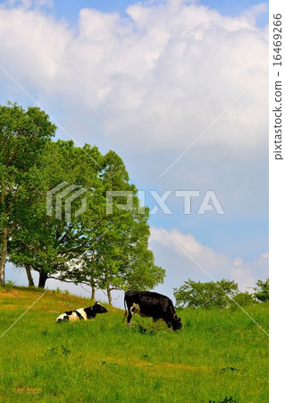 Ranch (8) Ranch (8) 16469266