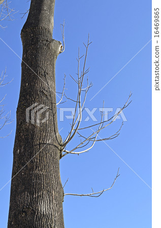 Tulip tree (lily tree) 16469865