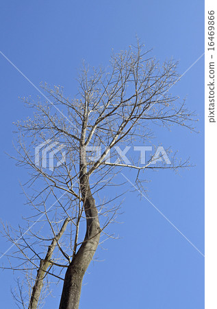 Tulip tree (lily tree) 16469866
