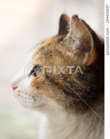 Stock Photo: pussy, japanese cat, calico cat