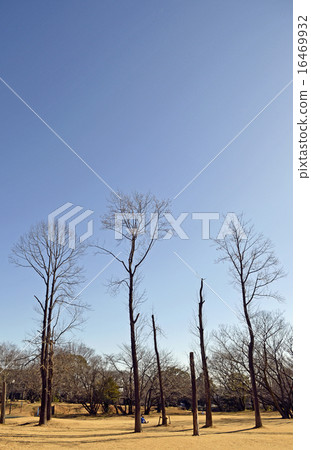 Tulip tree (lily tree) 16469932