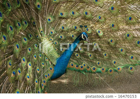Indian peacock Indian peacock 16470153