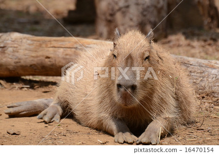 Capybara Capybara 16470154
