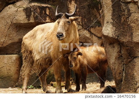 Golden Takin Golden Takin 16470156