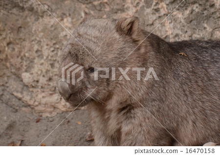 Common won bat Common won bat 16470158
