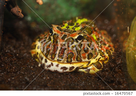 鳥青蛙 鳥青蛙 16470567