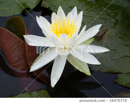 Water lily 16470778