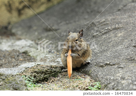 Degu to eat bamboo leaves Degu to eat bamboo leaves 16470834