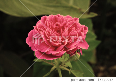 pink rose flower vintage effect pink rose flower vintage effect 16470952